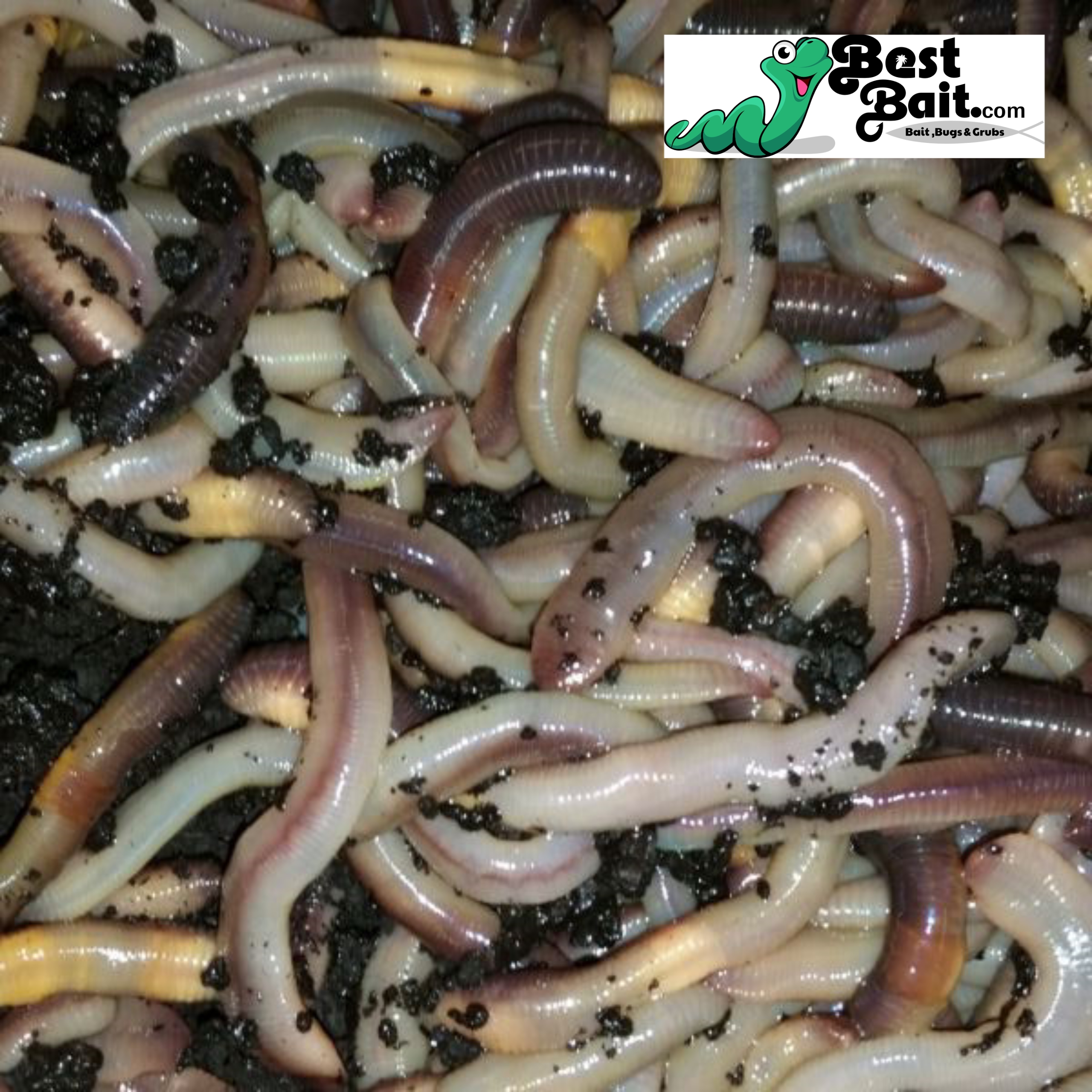 a1bait :: Canadian Nightcrawler — live fishing bait worms and worm