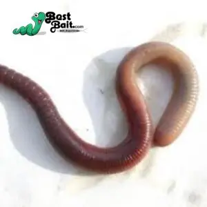 Buy Online European Night Crawlers and Red Worms For Sale - Earthworm Works