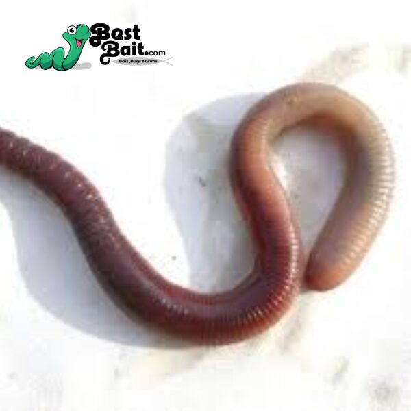 Night Crawlers at Knutson's Live Bait - Live Canadian Night Crawler  packages for fishing bait or pet feeding