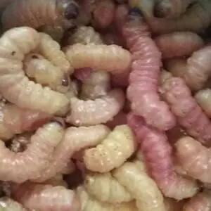 Jumbo Butterworm Waxworms 25Jumbo