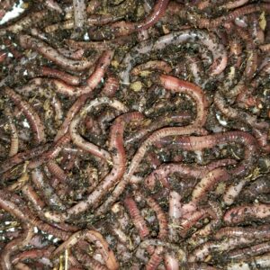 Jan Juc Fishing Worms - Nightcrawler Fishing Worm Starter Pack