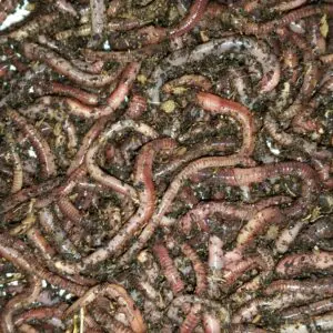 Butterworms (200 count)