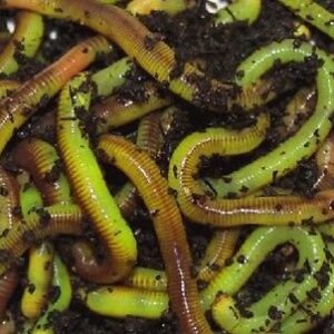 Live Night Crawlers - 12 Count Cup, reptile Food