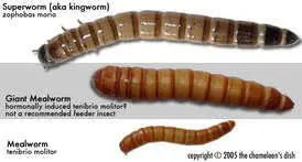 Jumbo Butterworm Waxworms 250max