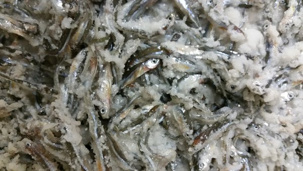 Magic Products Preserved Salted Shiner Minnows