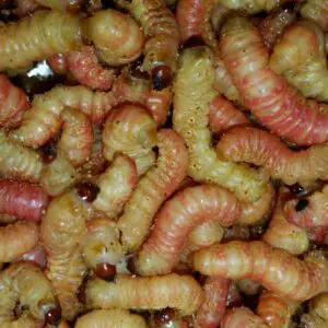  WORMGLO Turns Live Worms Chartreuse Bait Fishing 6 oz