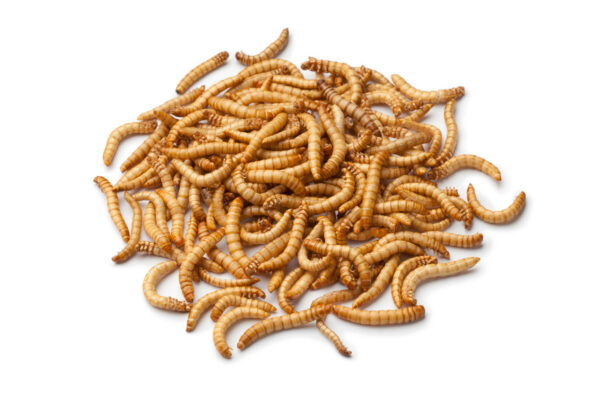 https://www.bestbait.com/wp-content/uploads/2019/04/med.-mealworms-600x400.jpg