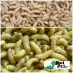 250 Count Live Waxworms, Wax worms Fishing, Reptile Feeders, Free