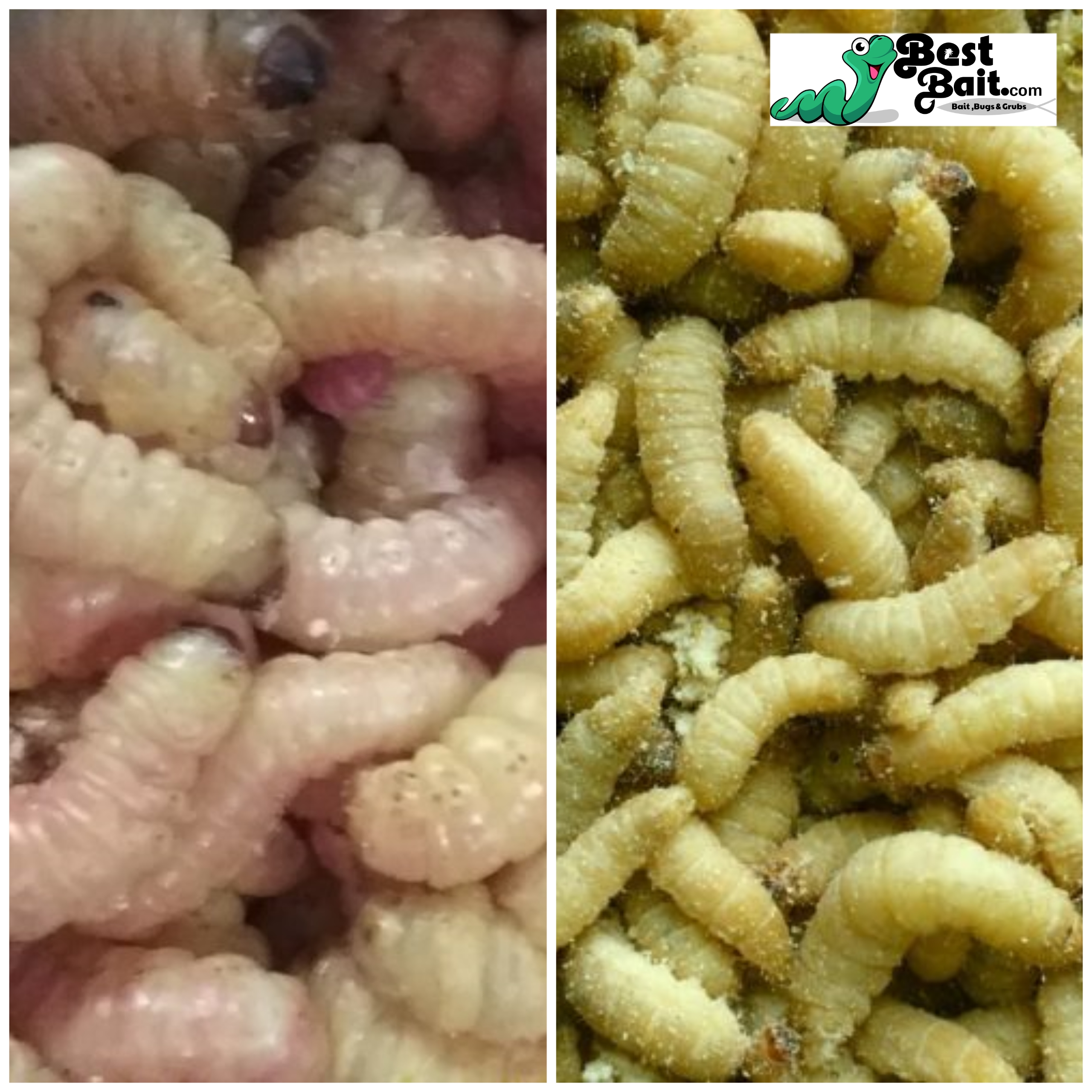 Waxworms British Bred Size 15-25mm