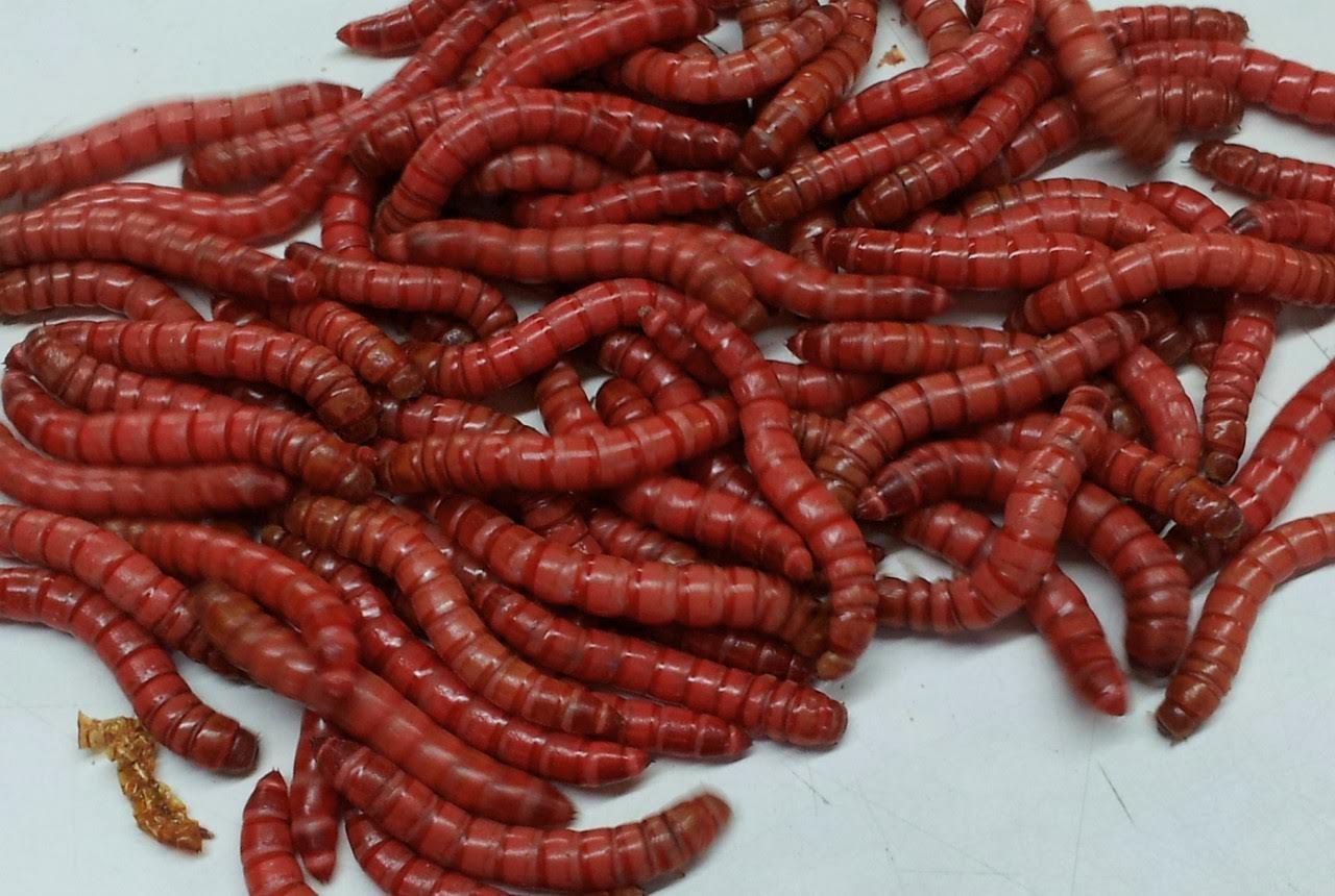Red Giant Mealworms  100% Live Arrival Guarenteed