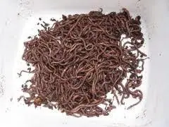 Spikes (White Maggots) - Calliphora Vicina 