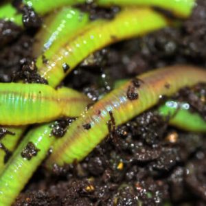 Canadian Green Nightcrawlers