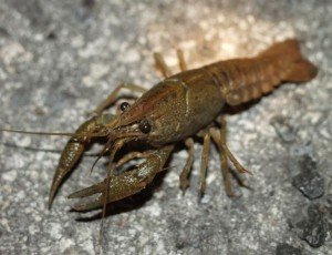 preserved crayfish