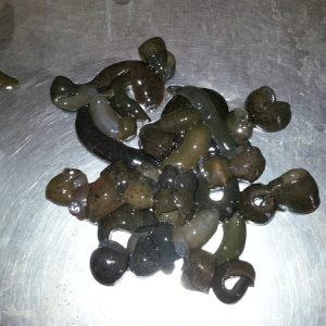 Leeches