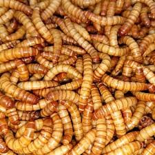 mealworms