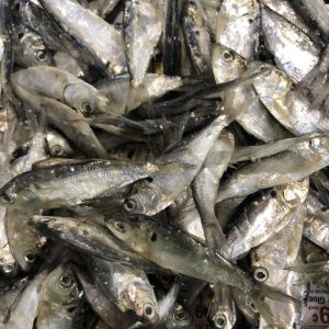 Preserved Shad