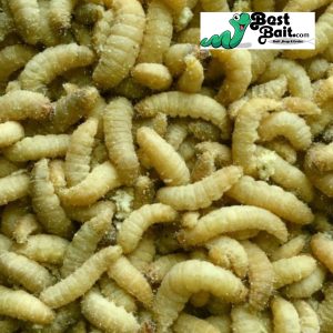 Waxworms