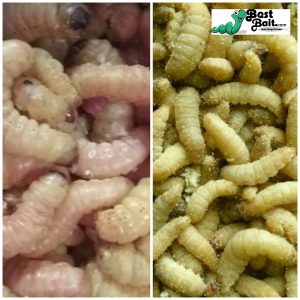 25 Butterworm & 100 Waxworms Combo