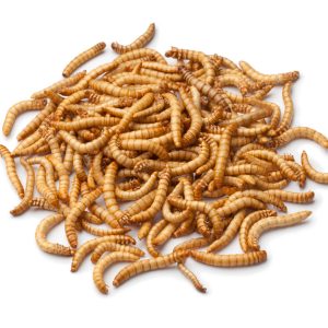 Bestbait Mealworms