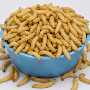 Pile of pale mealworms heaped in a blue bowl with a few on the white surface around it.
